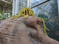 Aporocactus flagelliformis