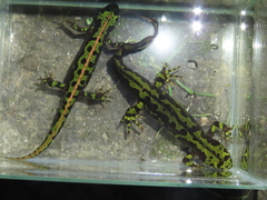 Triturus marmoratus
