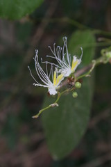 Capparis micracantha