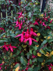 Fuchsia magellanica