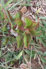 Melochia corchorifolia