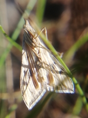 Antigastra catalaunalis