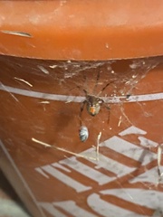 Latrodectus geometricus