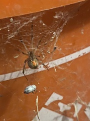 Latrodectus geometricus