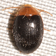 Sacodes thoracica
