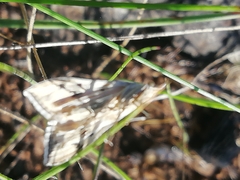 Antigastra catalaunalis