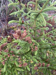 Picea