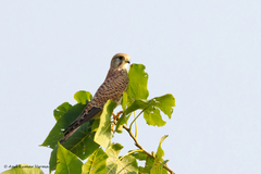 Falco tinnunculus