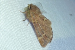 Ptilophora plumigera