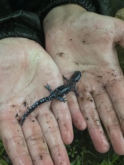 Ambystoma laterale