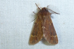 Ptilophora plumigera