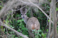 Mazama gouazoubira