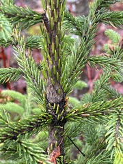 Picea