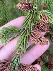 Picea