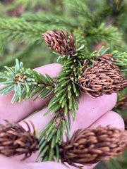Picea