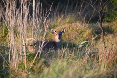 Mazama gouazoubira