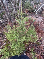 Picea