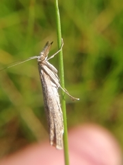 Agriphila tersellus
