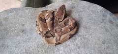 Bothrops jararaca
