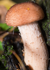 Armillaria