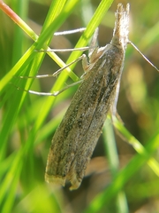 Agriphila tersellus