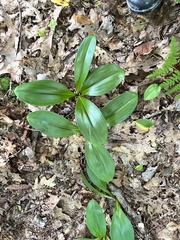 Clintonia borealis