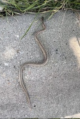 Coluber constrictor mormon