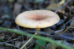 Paralepista flaccida