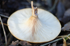 Paralepista flaccida