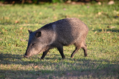Collared Peccary