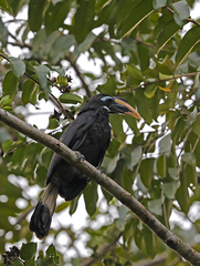 Anorrhinus galeritus