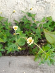 Tridax procumbens image