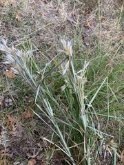 Andropogon ternarius