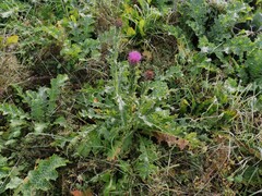 Onopordum illyricum illyricum