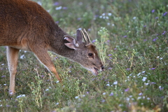 Mazama gouazoubira