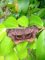 Achlyodes busirus