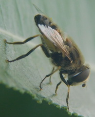 Eristalis
