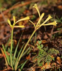 Cyrtanthus ochroleucus