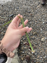 Zosteraceae