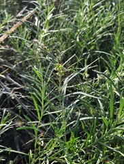 Vincetoxicum sibiricum