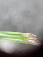 Zosteraceae