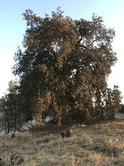 Quercus lobata