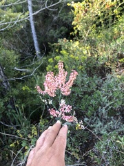 Polygonella macrophylla
