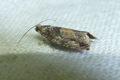 Epinotia nisella