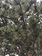 Pinus