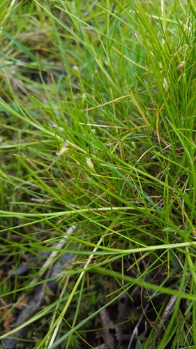 Isolepis fluitans image