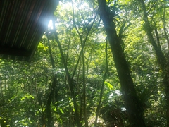 Piranga rubra