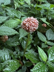 Lecanthus peduncularis