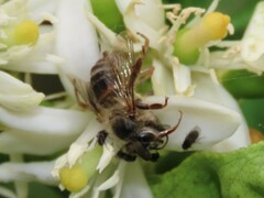 Apis mellifera capensis
