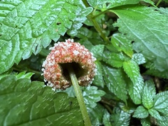 Lecanthus peduncularis
